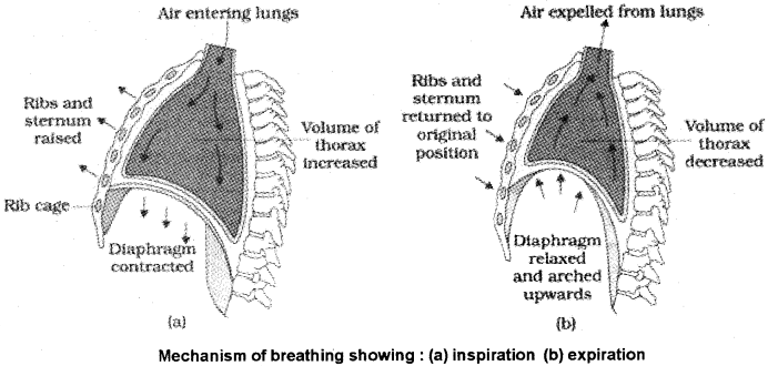 Plus One Zoology Notes Chapter 6 Breathing and Exchange of Gases 2