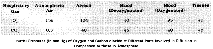 Plus One Zoology Notes Chapter 6 Breathing and Exchange of Gases 3