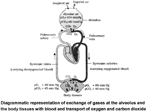 Plus One Zoology Notes Chapter 6 Breathing and Exchange of Gases 4