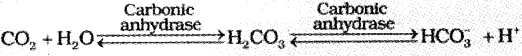 Plus One Zoology Notes Chapter 6 Breathing and Exchange of Gases 7