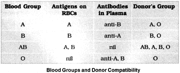 Plus One Zoology Notes Chapter 7 Body Fluids and Circulation 2