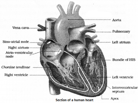 Plus One Zoology Notes Chapter 7 Body Fluids and Circulation 3