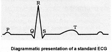 Plus One Zoology Notes Chapter 7 Body Fluids and Circulation 4