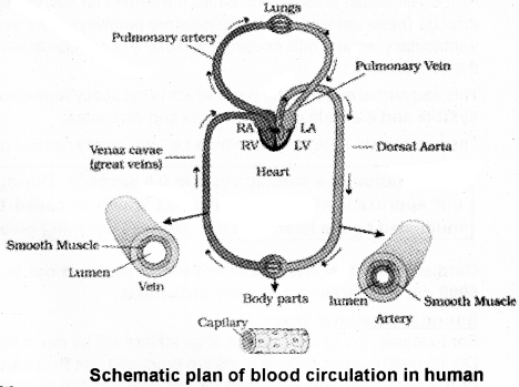 Plus One Zoology Notes Chapter 7 Body Fluids and Circulation 5