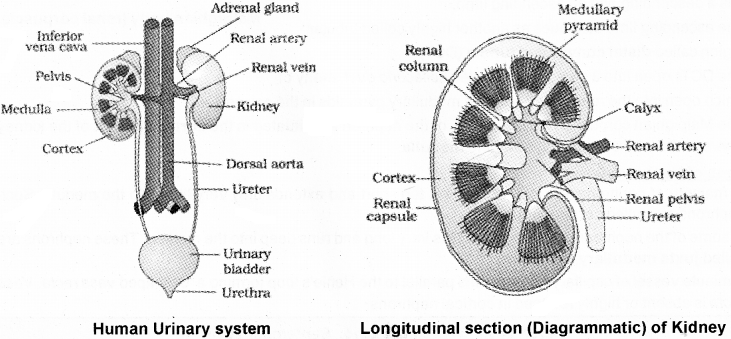 Plus One Zoology Notes Chapter 8 Excretory Products and their Elimination 1