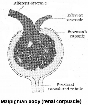 Plus One Zoology Notes Chapter 8 Excretory Products and their Elimination 3