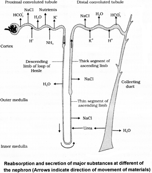 Plus One Zoology Notes Chapter 8 Excretory Products and their Elimination 4