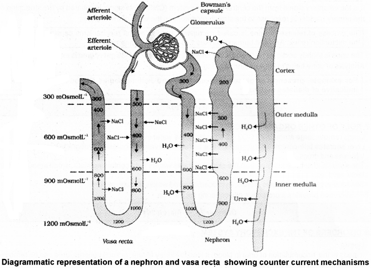 Plus One Zoology Notes Chapter 8 Excretory Products and their Elimination 5