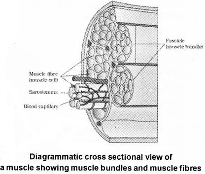 Plus One Zoology Notes Chapter 9 Locomotion and Movement 1