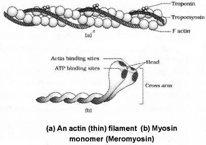 Plus One Zoology Notes Chapter 9 Locomotion and Movement 3