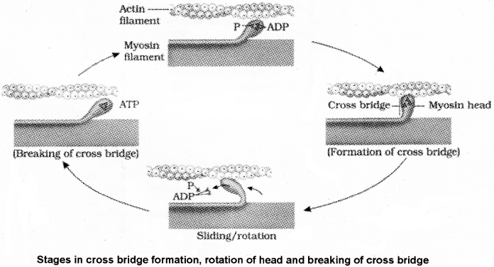 Plus One Zoology Notes Chapter 9 Locomotion and Movement 4