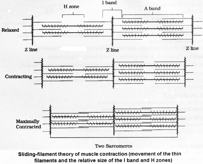 Plus One Zoology Notes Chapter 9 Locomotion and Movement 5