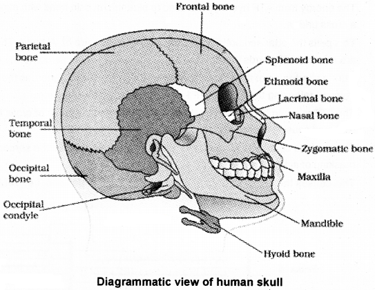 Plus One Zoology Notes Chapter 9 Locomotion and Movement 6