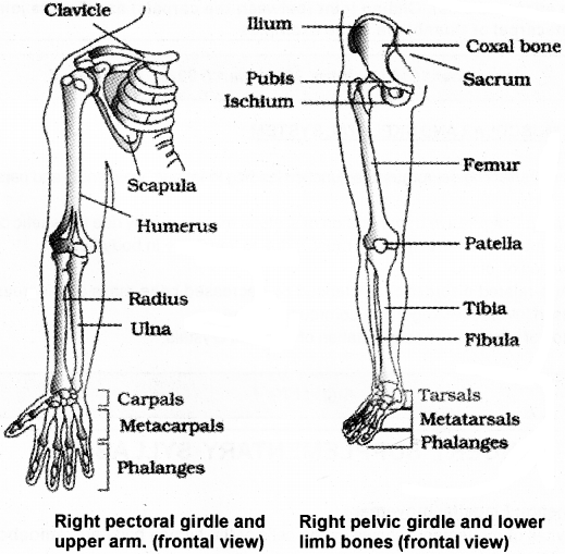 Plus One Zoology Notes Chapter 9 Locomotion and Movement 8