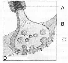 Plus One Zoology Previous Year Question Paper 2017 Q12