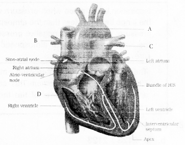 Plus One Zoology Previous Year Question Paper 2017 Q14