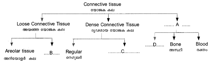 Plus One Zoology Previous Year Question Paper 2017 Q3