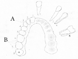 Plus One Zoology Previous Year Question Paper 2017 Q8