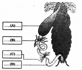 Plus One Zoology Previous Year Question Paper March 2018, 3