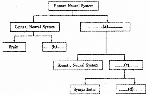 Plus One Zoology Previous Year Question Paper March 2018, 5