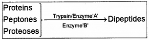 Plus One Zoology Previous Year Question Paper March 2018, 8