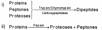 Plus One Zoology Previous Year Question Paper March 2019, 2