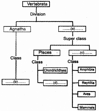 Plus One Zoology Previous Year Question Paper March 2019, 3