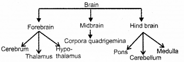 Plus One Zoology Previous Year Question Paper March 2019, 8