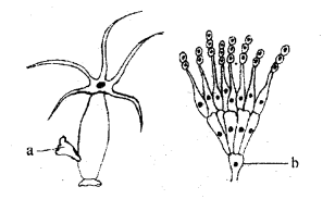 Plus Two Botany Chapter Wise Previous Questions Chapter 1 Reproduction in Organisms 1