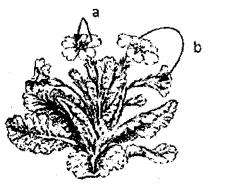 Plus Two Botany Chapter Wise Previous Questions Chapter 2 Sexual Reproduction in Flowering Plants 1