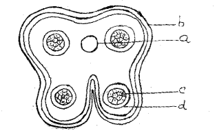 Plus Two Botany Chapter Wise Previous Questions Chapter 2 Sexual Reproduction in Flowering Plants 10