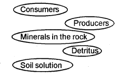 Plus Two Botany Chapter Wise Previous Questions Chapter 2 Sexual Reproduction in Flowering Plants 11