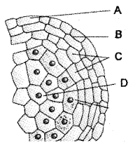 Plus Two Botany Chapter Wise Previous Questions Chapter 2 Sexual Reproduction in Flowering Plants 12