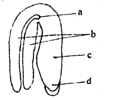 Plus Two Botany Chapter Wise Previous Questions Chapter 2 Sexual Reproduction in Flowering Plants 13