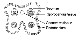 Plus Two Botany Chapter Wise Previous Questions Chapter 2 Sexual Reproduction in Flowering Plants 5