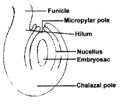 Plus Two Botany Chapter Wise Previous Questions Chapter 2 Sexual Reproduction in Flowering Plants 7