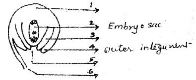 Plus Two Botany Chapter Wise Previous Questions Chapter 2 Sexual Reproduction in Flowering Plants 8