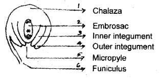 Plus Two Botany Chapter Wise Previous Questions Chapter 2 Sexual Reproduction in Flowering Plants 9