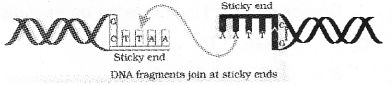 Plus Two Botany Chapter Wise Previous Questions Chapter 4 Biotechnology Principles and Processes 1