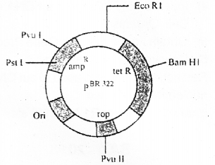 Plus Two Botany Chapter Wise Previous Questions Chapter 4 Biotechnology Principles and Processes 4