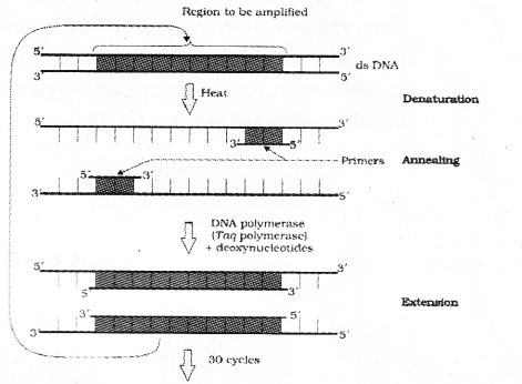 Plus Two Botany Chapter Wise Previous Questions Chapter 4 Biotechnology Principles and Processes 5