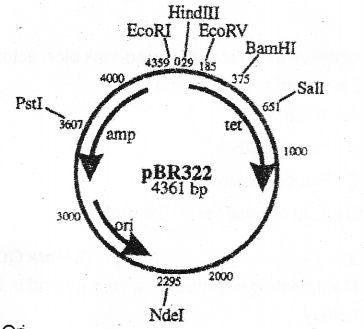 Plus Two Botany Chapter Wise Previous Questions Chapter 4 Biotechnology Principles and Processes 6