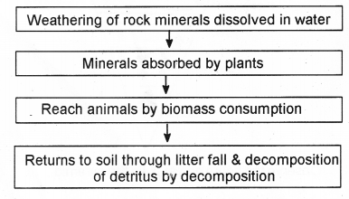 Plus Two Botany Chapter Wise Previous Questions Chapter 7 Ecosystem 10