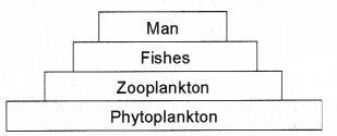 Plus Two Botany Chapter Wise Previous Questions Chapter 7 Ecosystem 11