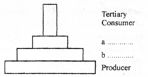 Plus Two Botany Chapter Wise Previous Questions Chapter 7 Ecosystem 3