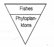 Plus Two Botany Chapter Wise Previous Questions Chapter 7 Ecosystem 4