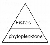 Plus Two Botany Chapter Wise Previous Questions Chapter 7 Ecosystem 5