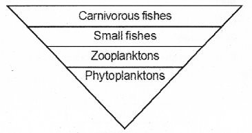 Plus Two Botany Chapter Wise Previous Questions Chapter 7 Ecosystem 8