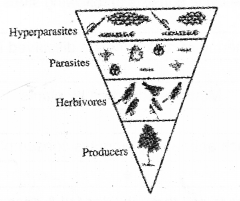 Plus Two Botany Chapter Wise Previous Questions Chapter 7 Ecosystem 9