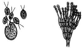 Plus Two Botany Chapter Wise Questions and Answers Chapter 1 Reproduction in Organisms 2M Q37